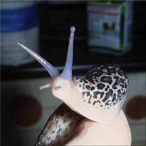 Â礤¯¤Ê¤Ã¤¿¤Í¡Ê01¡Ë