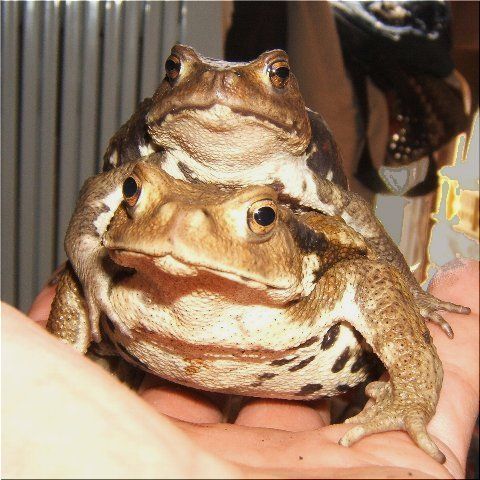 やまとなみ(1)