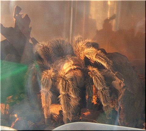 朝日を浴びるタランチュラ(1)