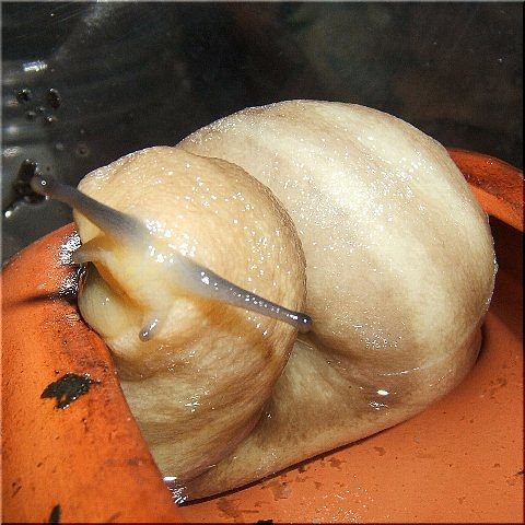 ナメちゃんの呻きと産卵(03)