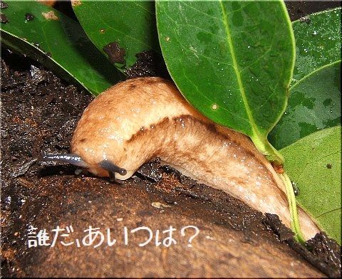 アイちゃんとの出会い(01)