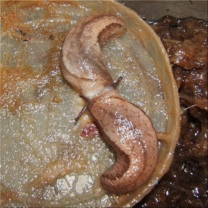春なのね(1)