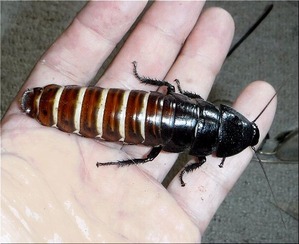 8.5cm