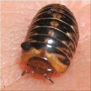 沖縄産タマヤスデ(1)