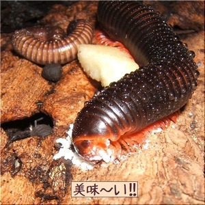 こりゃ美味い(2)’