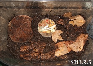 ハサミムシの飼育ケース