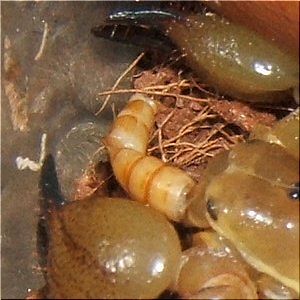 タバコが好き(2)
