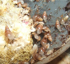 カビの森を守る赤ちゃん達(2)