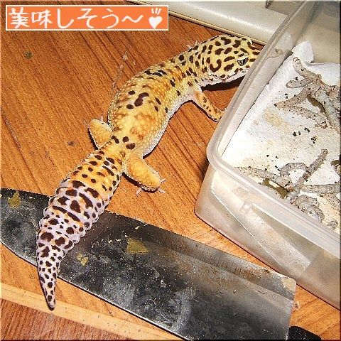 おデブさんが2匹(1)