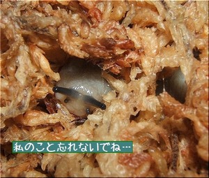 私のこと忘れないでね…