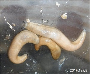 きょうのナメクジたち