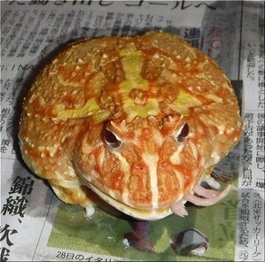 シブちゃんの給餌(2)