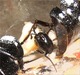 リンゴは美味しいね(2)