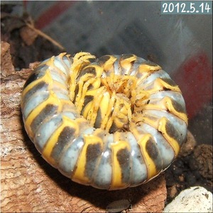 アマビコ