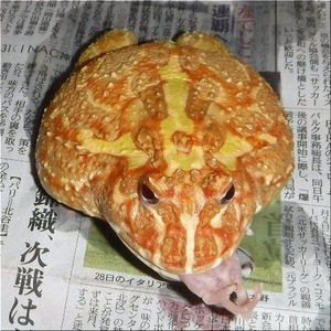 シブちゃんの給餌(1)