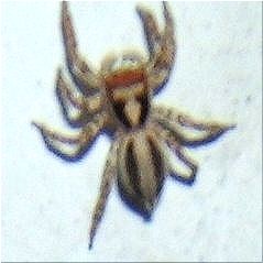 ミスジハエトリ