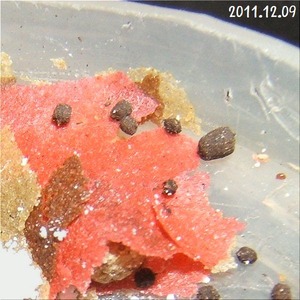 謎の糞(2)