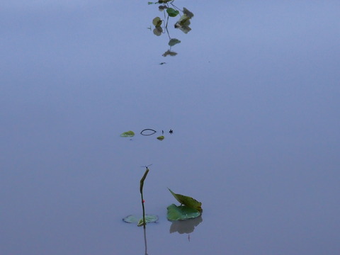 2011_0624tuyu0057