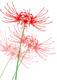お彼岸花