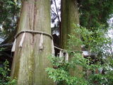 meoto-sugi