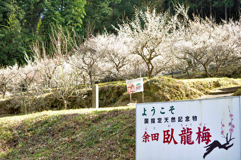 臥龍梅_柳井余田-8