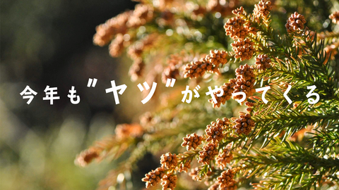スギ花粉飛散2019