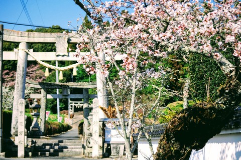 束荷神社_御式年祭_0004
