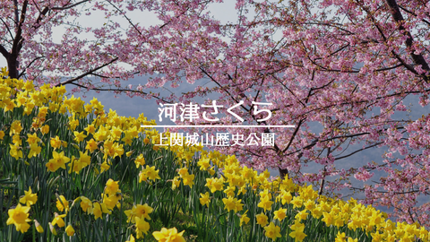 河津さくら城山歴史公園