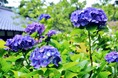 ばさら窯_紫陽花-15