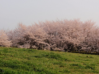 桜2