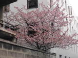 sakura?