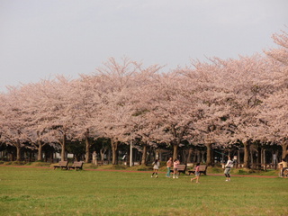 桜1