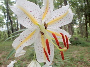 P7240033