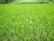 DSCN7541