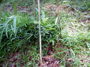 DSCN7262