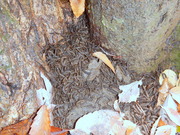 DSCN0783