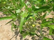 P8040017