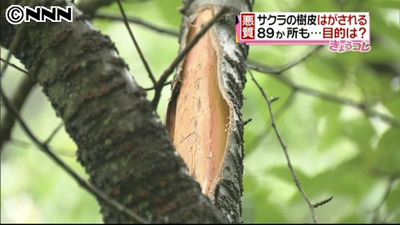 福岡で８９か所もサクラの樹皮はがされる