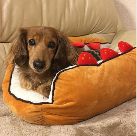 3coins スリコ のペットベッドがお値下げ中 みんなの購入品まとめ Himajyoのまとめ 美容 ダイエット ファッション エンタメ 女子のための2chまとめ