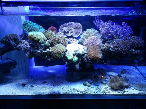 人工ライブロックセット（海水魚、サンゴ、背景、レイアウト、水槽) 現物】ライブロック オーバーハング形式SS（レイアウト 背景