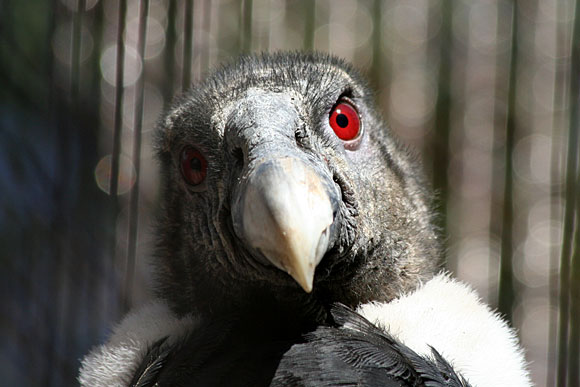 赤い眼（その2） : 上野を散歩