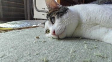 IMG_20180730_133018_e