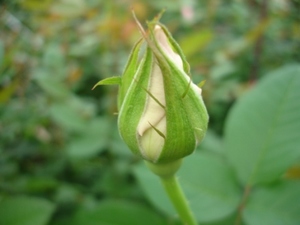 DSC07119