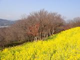富士山分かるかな?