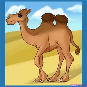 camel