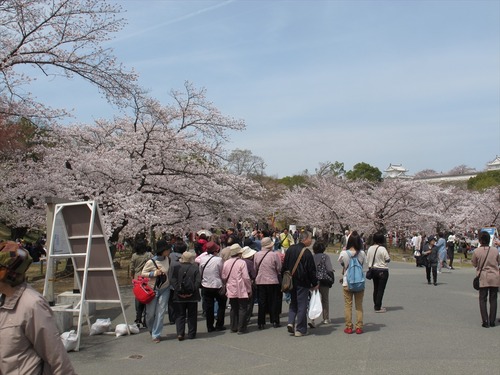 姫路城の桜 4月1日