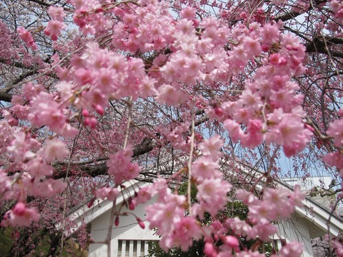 姫路城の桜 4月1日