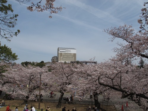 姫路城の桜 4月1日
