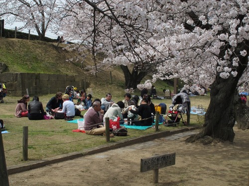 姫路城の桜 4月1日 お花見