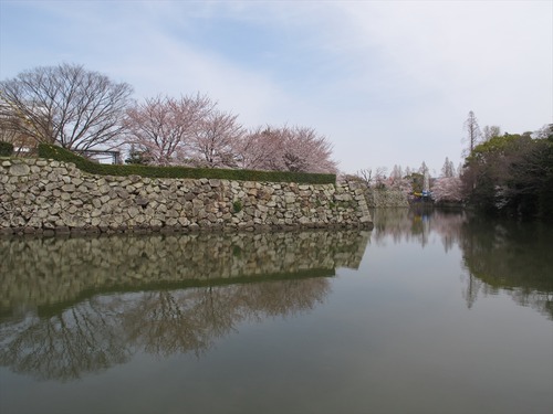 姫路城の桜 4月1日 内堀